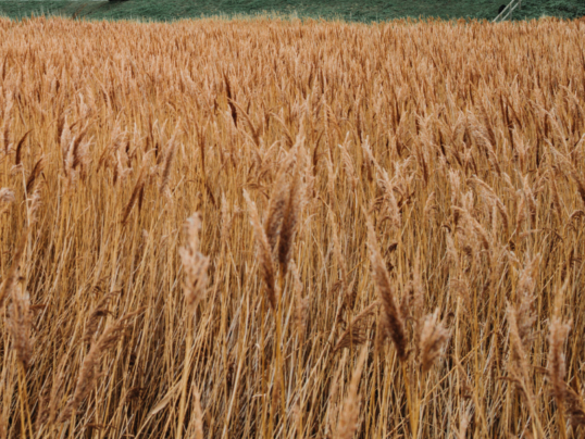 UnitedUs - Brand agency and business consultancy delivering catalytic creativity and confidence that works in the wild.